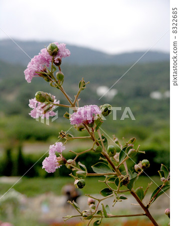 wild pinks wild pinks 8322685