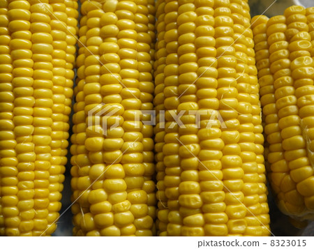 corn  8323015