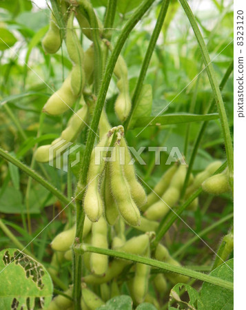 Edamame 8323120
