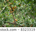 Ginkgo 8323319