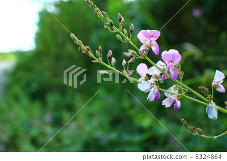 Alecid nisubitohagi Alecid nisubitohagi 8324864