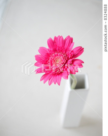 Garbera單花瓶(生動的粉紅色) Garbera單花瓶(生動的粉紅色) 8324888