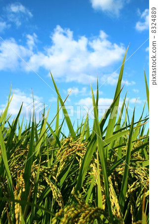 大米早收 大米早收 8324889