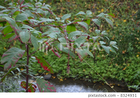 American pokeweed 8324931