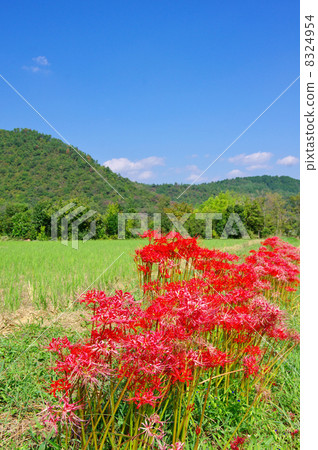 Cluster amaryllis Cluster amaryllis 8324954