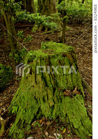 Kuchiki near Shiranuta's pond 8324968