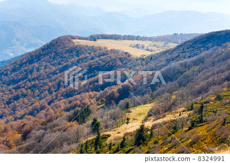 Autumn mountains  and stark bare trees 8324991