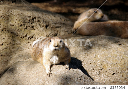 線船公園草原土撥鼠 8325034