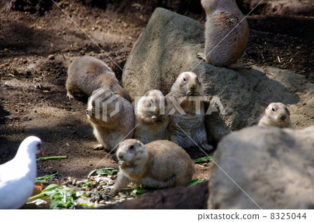 線船公園草原土撥鼠 8325044