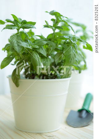 Basil in a pot 8325201
