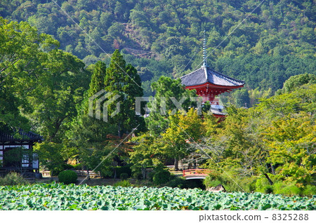 Daikaku-ji Temple 8325288