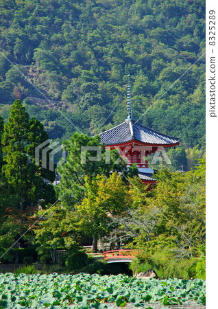 Daikaku-ji Temple 8325289