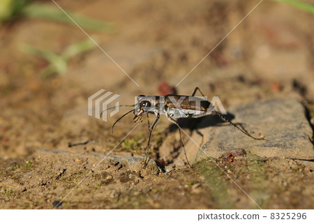 食肉動物昆蟲~Koniwa Hanmyo~ 8325296
