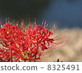 Higanki flower red 01 8325491