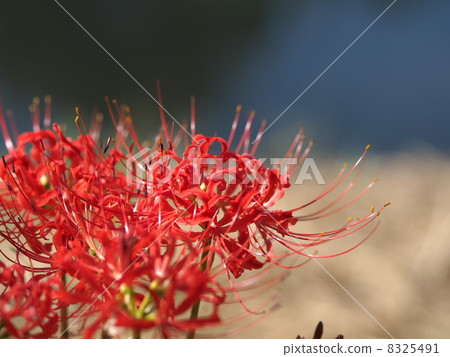 Higanki flower red 01 Higanki flower red 01 8325491