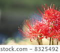 Higanki flower red 02 8325492