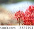 Higanki flower red 03 8325493