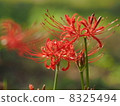 Higanki flower red 04 8325494