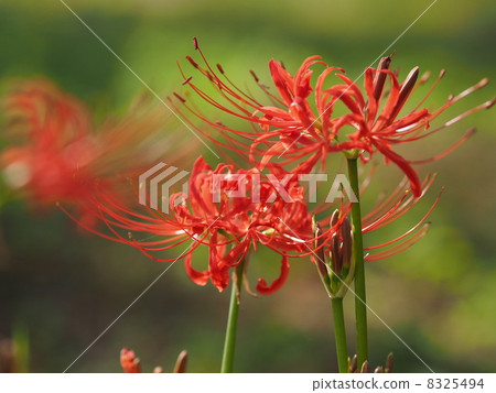 Higanki flower red 04 Higanki flower red 04 8325494