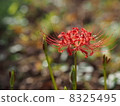 Higanki flower red 05 8325495