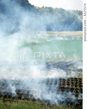 Rice grilling after harvesting rice (autumn landscape) Rice grilling after harvesting rice (autumn landscape) 8325574