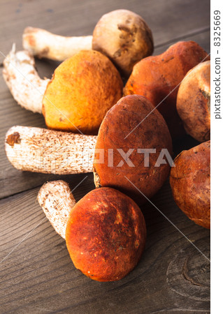 Orange-cap boletus 8325669