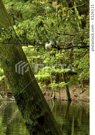 Forest tree frog eggs 8326115