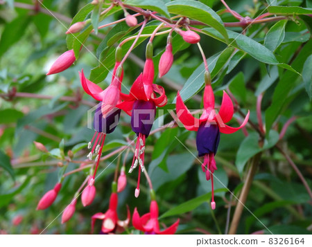 北崎紫紅色 8326164