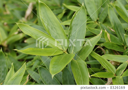 Kumasazasa young leaves Kumasazasa young leaves 8326169