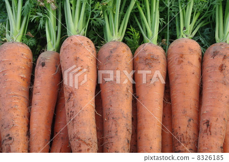 Carrots immediately after harvest 8326185