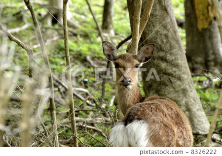 Shizuoka prefecture Kamo gun Higashi Izu-machi Katase deer 8326222