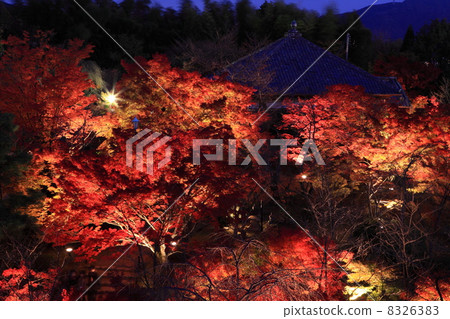 Shogun's momiji 8326383