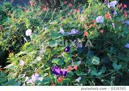 早晨掃視在庭院樹 早晨掃視在庭院樹 8326385