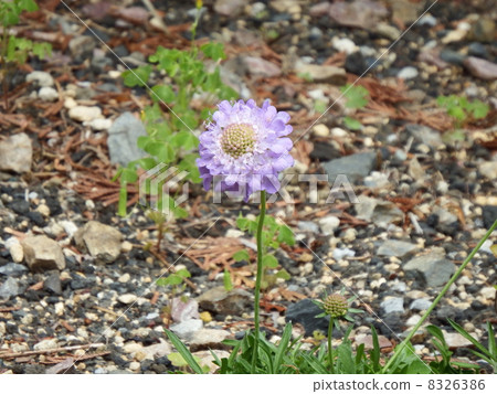 Takane buruma Takane buruma 8326386