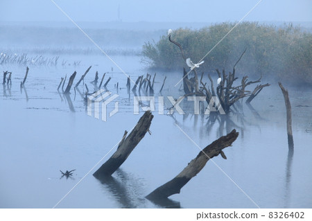 Watarase dance floating in Shirasugi 8326402