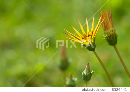 Summer flower on nature green background 8326441