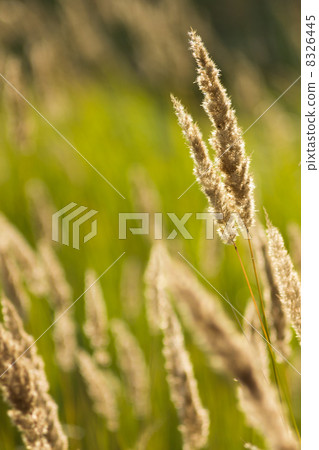 Grass at the meadow in summer 8326445