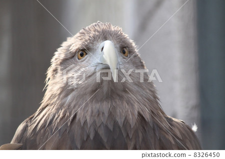 Eagle's eagle Eagle's eagle 8326450