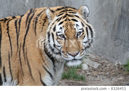 Amur Tora Amur Tora 8326451