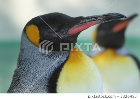 Emperor Penguin Emperor Penguin 8326453
