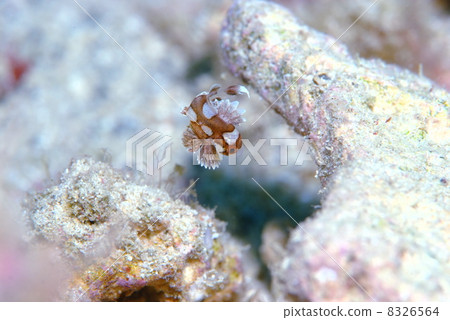 Butterfly pepper dice 8326564