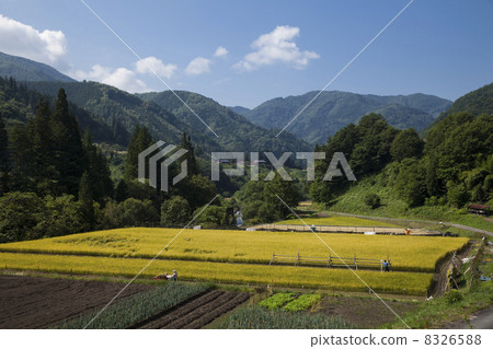 水稻收割 8326588