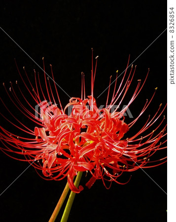 一個美麗的對比單環牛排 一個美麗的對比單環牛排 8326854