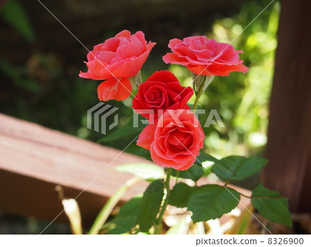 野花藝術過濾無i-Finish 8326900