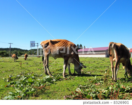秋田縣Hanatana牧場澤西牛 8326901