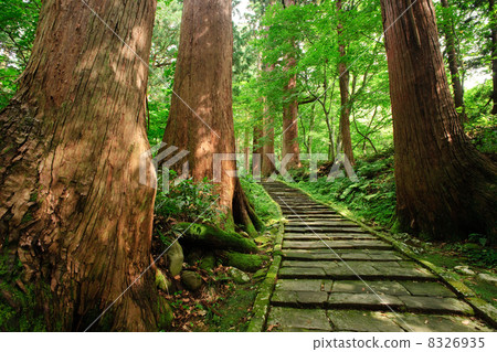 Haguroyama Cedar trees and stone steps 8326935