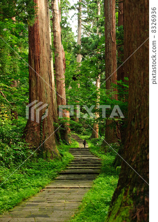 巨大的山松樹和石階 巨大的山松樹和石階 8326936