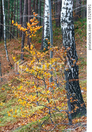 Autumn mountain forest. 8326991