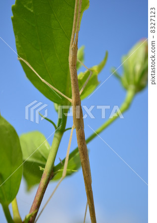 結束幼蟲！ 8327123