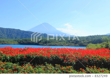Fuji and the flower garden 8327249